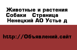 Животные и растения Собаки - Страница 11 . Ненецкий АО,Устье д.